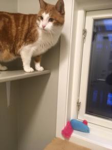 49810371_1904500493009091_5644323137093894144_n